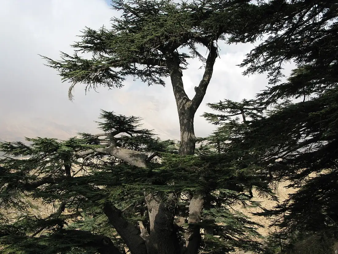 Ancient cedar trees in the Cedars of God forest near Bsharri